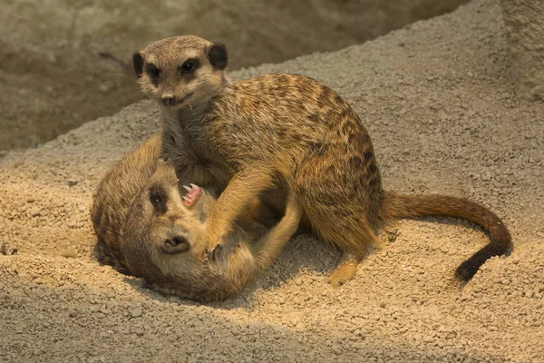 Meerkat (Suricata suricatta). — Stock Photo, Image