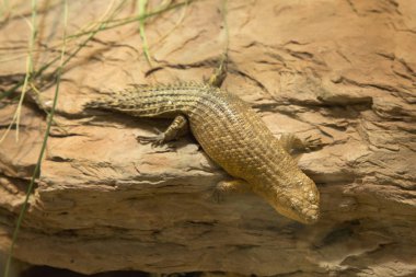 Gidgee Skink (Egernia stokesii). 