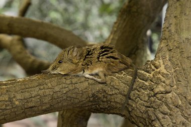 Yuvarlak kulaklı fil sivri faresi (Macroscelides proboscideus).