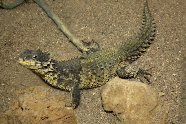 Sungazer, giant girdled lizard or giant dragon lizard or giant zonure (Smaug giganteus, syn. Cordylus giganteus). — Stock Photo, Image