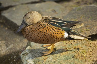  Kırmızı shoveler (Anas platalea).
