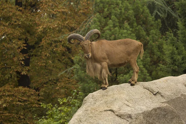 Barbary koyun. (Ammotragus lervia).