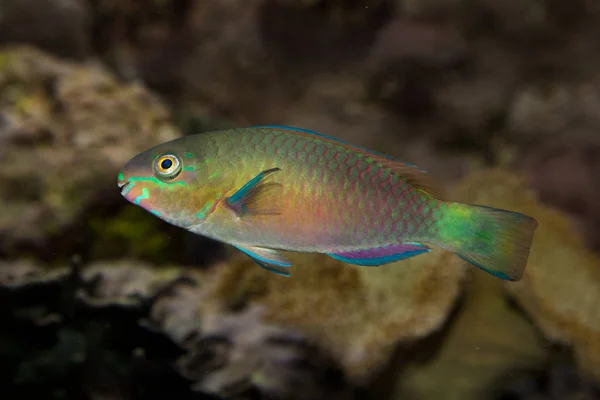 Κοινή parrotfish (Scarus psittacus). — Φωτογραφία Αρχείου