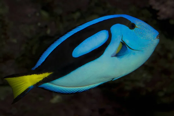 Espiga azul o espiga real o pez cirujano de paleta (Paracanthurus hepatus  ). — Foto de Stock