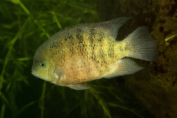 Donker-gemarkeerd Cichlid (Heros notatus). — Stockfoto