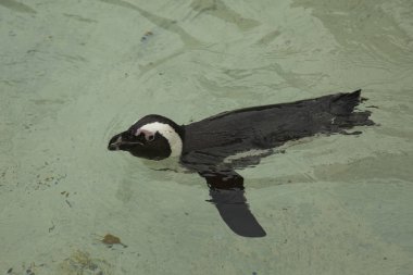 Afrika Pengueni (Spheniscus demersus).