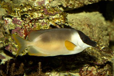 Muhteşem kedisi (Siganus magnificus).