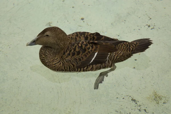 Eider canard. Somateria mollissima ) — Photo