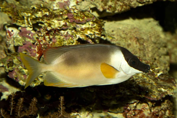 Muhteşem kedisi (Siganus magnificus). — Stok fotoğraf