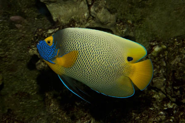 Yellowface angelfish (Pomacanthus xanthometopon). — Stock Photo, Image