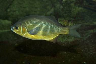 Çizgili surfperch veya çizgili deniz kenarı (Embiotoca lateralis).