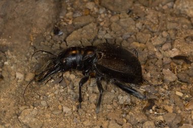 Kaplan Böceği (Manticora kılıç kınası).