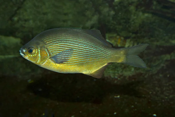 Ριγέ surfperch ή ριγέ θαλασσινό άνοιγμα (Embiotoca lateralis). — Φωτογραφία Αρχείου