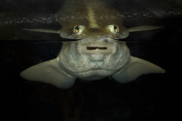 Négy - eyed hal (Anableps anableps). — Stock Fotó