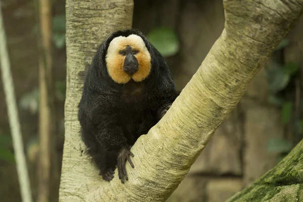 White-faced saki (Pithecia pithecia). — Stock Photo, Image