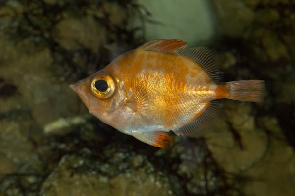 Boarfish (Capros aper). — Stock Photo, Image