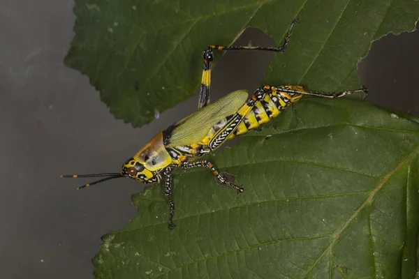 Variegated grasshopper (Zonocerus variegatus). — Stock Photo, Image