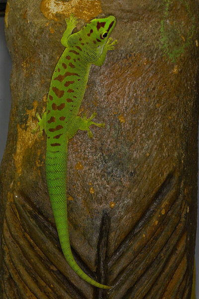 Phelsuma giant day gecko (Phelsuma madagascariensis grandis).