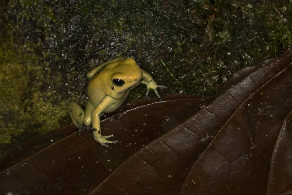 Golden poison frog (Phyllobates terribilis). — Stock Photo, Image