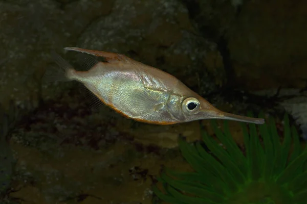 Longspine snipefish (Macroramphosus scolopax). — Stock Photo, Image