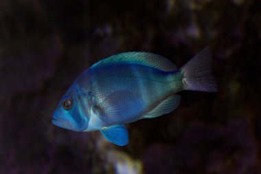 Indigo Hamlet (Hypoplectrus arası Indigo ile).