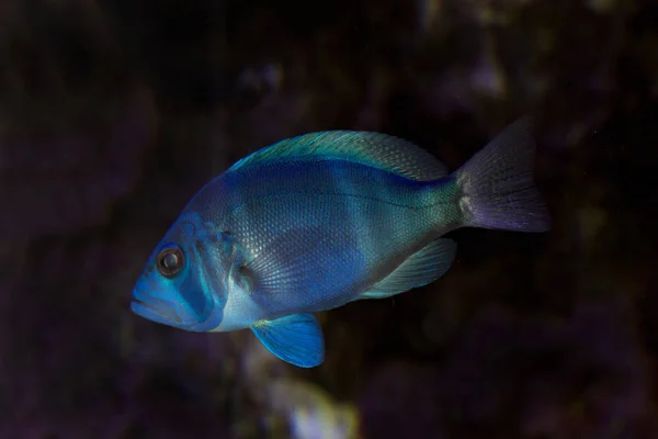 Aldea Indigo (Hypoplectrus indigo). —  Fotos de Stock