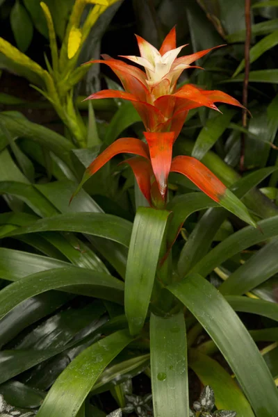 Vertegenwoordiger van de bromeliafamilie plant (Guzmania lingulata). — Stockfoto
