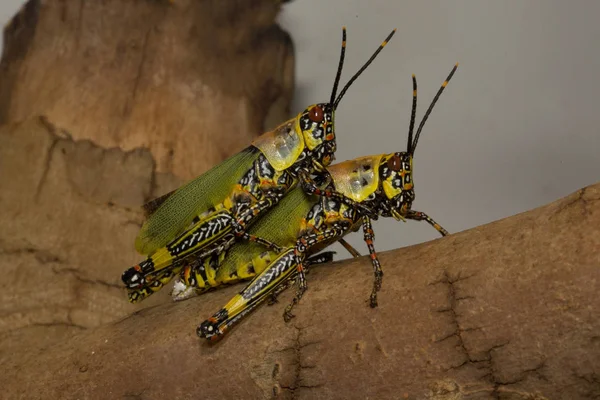 Gafanhoto variegado (Zonocerus variegatus ). — Fotografia de Stock