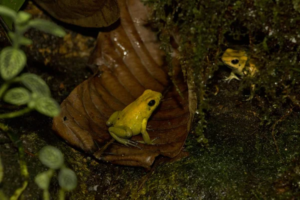 Золотая ядовитая лягушка (Phyllobates terribilis ). — стоковое фото