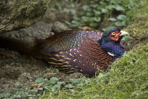 Faisão-comum (Phasianus colchicus). — Fotografia de Stock