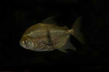  Disk tetra (Myleus schomburgkii).