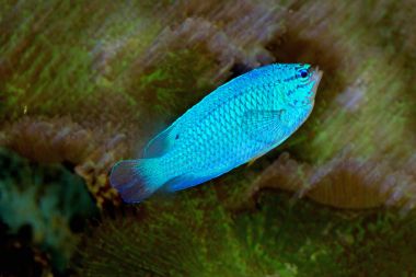 Safir şeytan, mavi şeytanı ederler (Chrysiptera cyanea). 