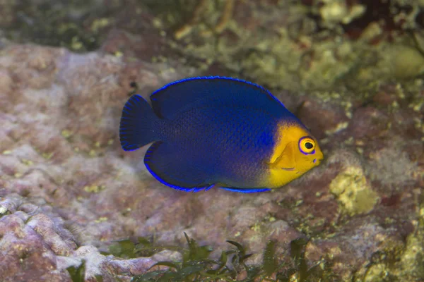 Pesce angelo pigmeo o cherubino (Centropyge argi ). — Foto Stock