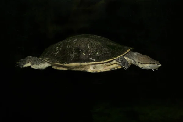 Хилеровская жабоголовая черепаха или черепаха с боковой шеей (Phrynops hilarii ). — стоковое фото