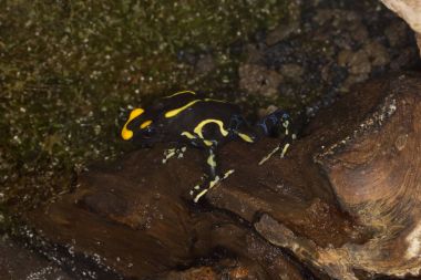 Boyama ok kurbağası, Tınçın veya boyama zehirli Kurbağa (Dendrobates tinctorius).