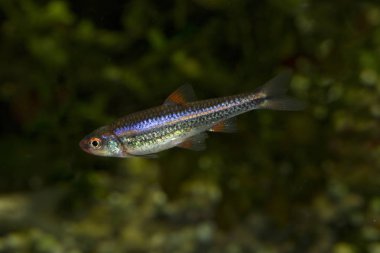 Gökkuşağı Parlatıcı (Notropis chrosomus).