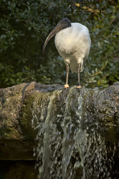 Ibis à tête noire ou ibis blanc oriental (Threskiornis melanocephalus) ). — Photo