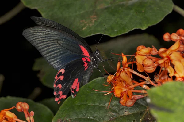 Алый мормон или красный мормон (Papilio rumanzovia ). — стоковое фото