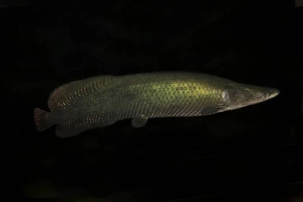 Gigas de Arapaima, Arapaima, pirarucu. — Fotografia de Stock