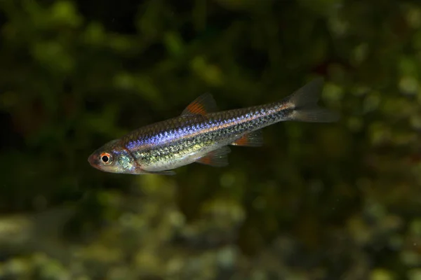 Regenboog Shiner (Notropis chrosomus). — Stockfoto