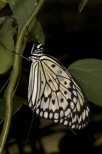 A pipa de papel, o papel de arroz ou a grande borboleta da ninfa da árvore (Ideia — Fotografia de Stock