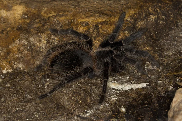 Brazylijski różowy łosoś jedzenie ptaków tarantula (Ptasznik parahyban — Zdjęcie stockowe