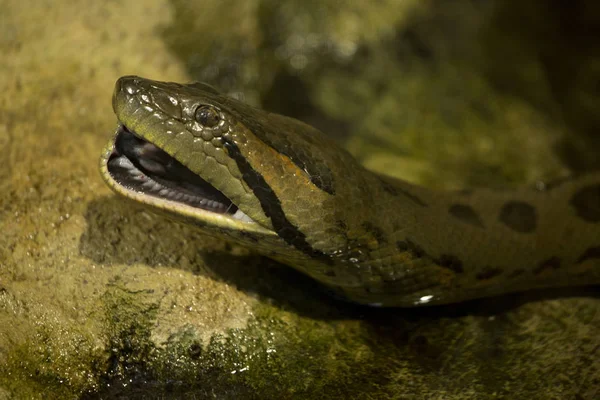 Zelená Anakonda (eunectes murinus). — Stock fotografie