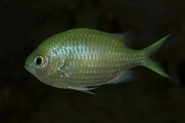 Зеленый хромис (Chromis viridis) ). — стоковое фото