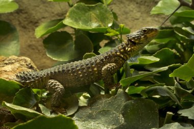  Günebakan, dev korseli kertenkele ya da dev ejderha kertenkelesi (Smaug giganteus, syn. Cordylus Giganteus).