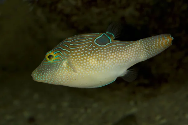 Compresso toby o impronta digitale toby (Canthigaster compressa). — Foto Stock