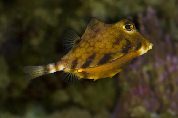 Pez caja Thornback, tortuga jorobada, bacalao casco, bacalao camello, pez caja espinoso (Tetrosomus gibbosus ). — Foto de Stock