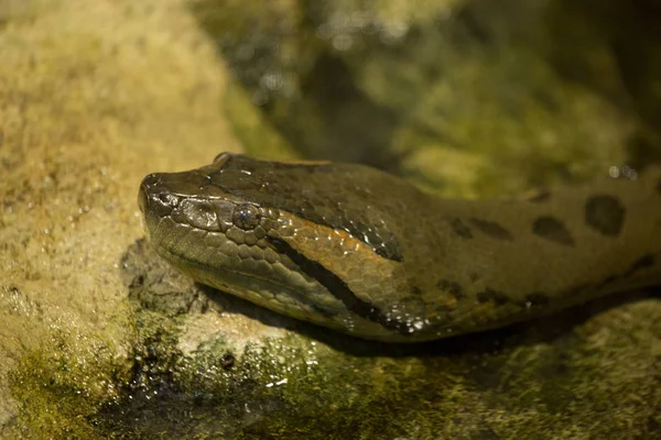 สีเขียว anaconda (Eectes murinus ). — ภาพถ่ายสต็อก
