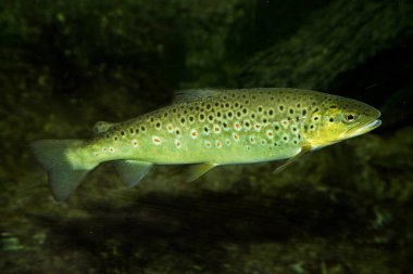 Brown trout (Salmo trutta fario). clipart