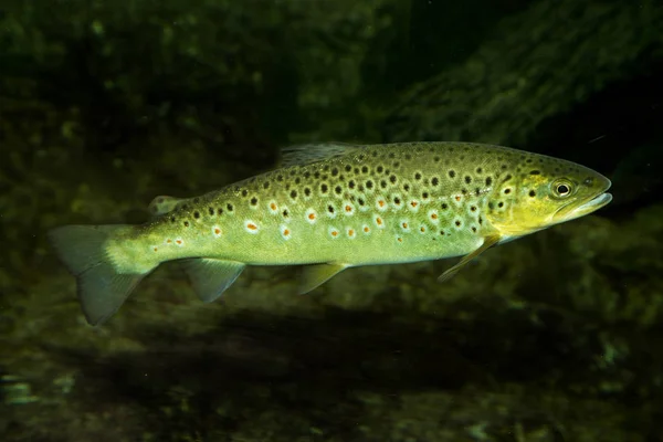 Trucha marrón (Salmo trutta fario ). — Foto de Stock